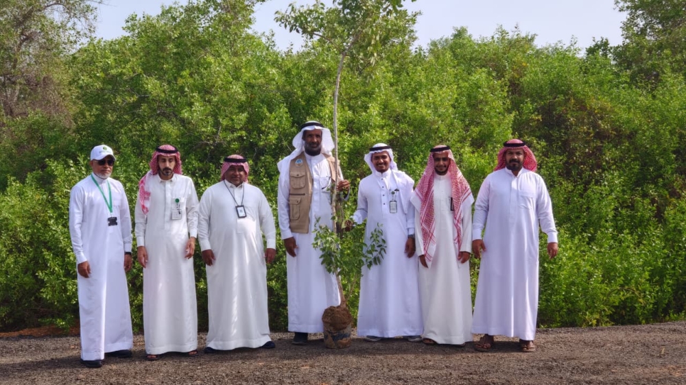 لأول مرة.. زراعة 300 شجرة “أراك” بمياه البحر في جدة ورابغ