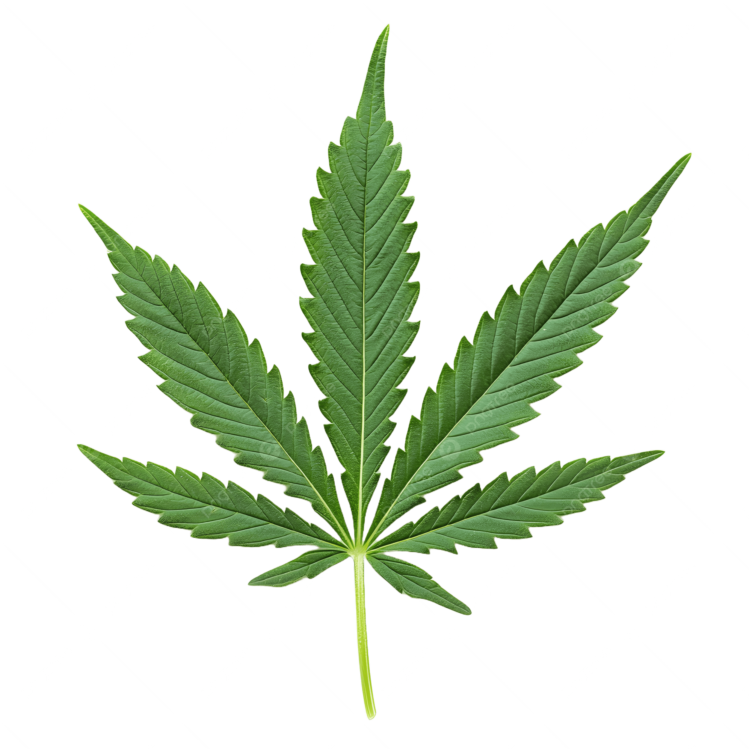 القبض على سوداني وإثيوبي في جدة لترويجهما “الحشيش”