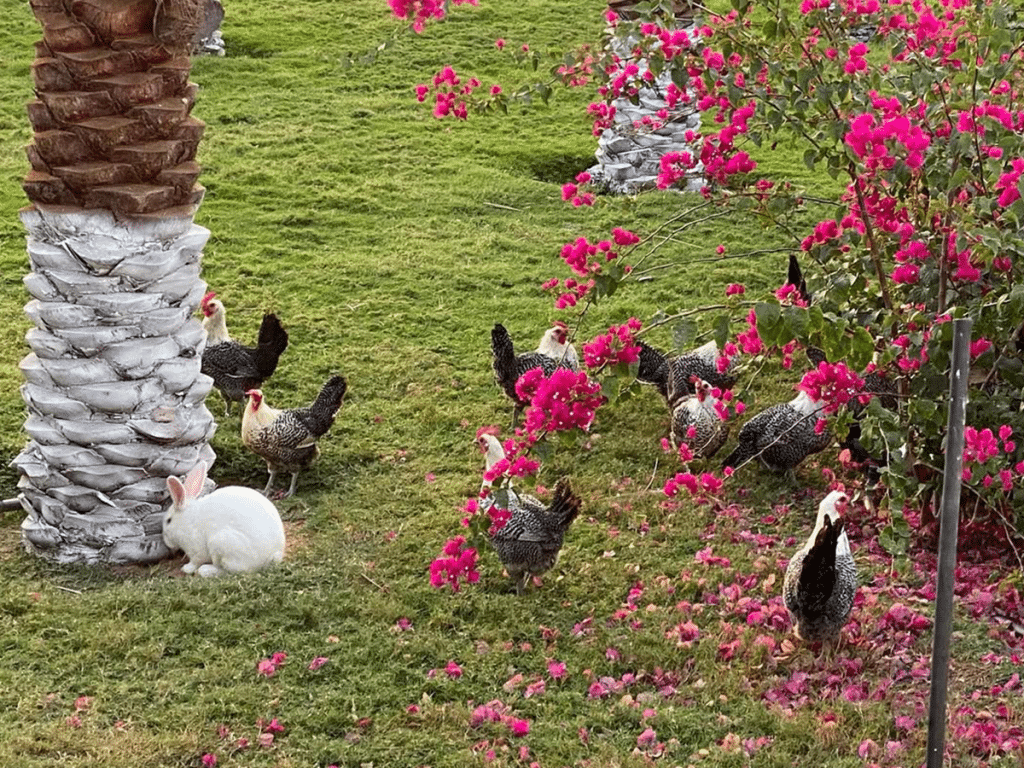 7 مزارع في جدة تستحق التجربة.. هل زرتوها؟